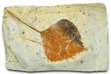 Paleocene Fossil Leaf (Zizyphoides) - Montana #377915-1